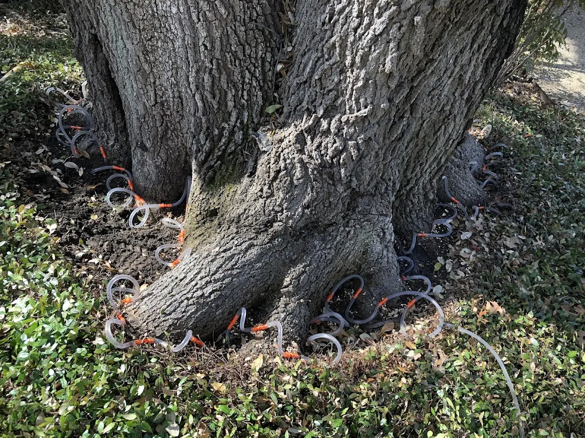Detailed Tree Cabling and Bracing job site in Stratham