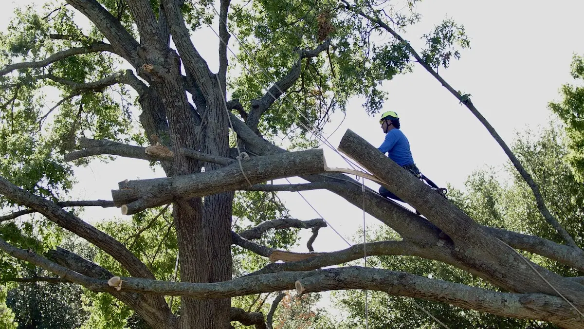Professional Crown Thinning performed by certified arborists in Stratham